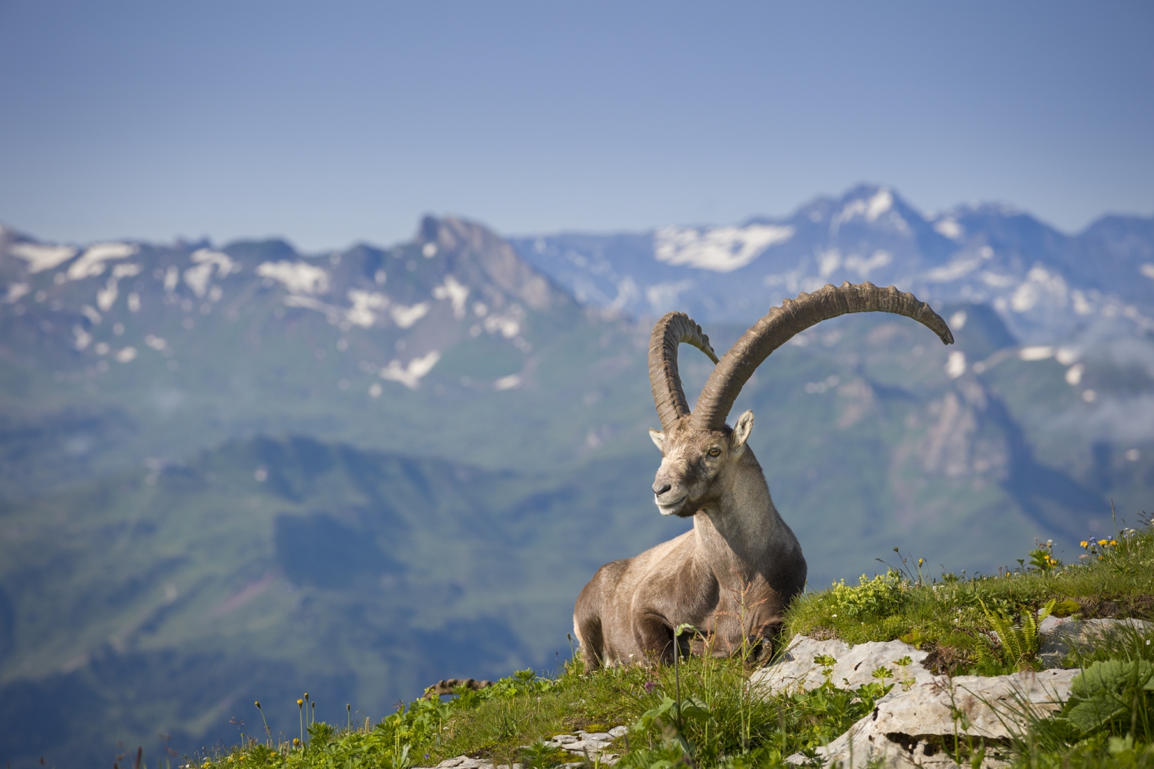 Bouquetin dans les montagnes