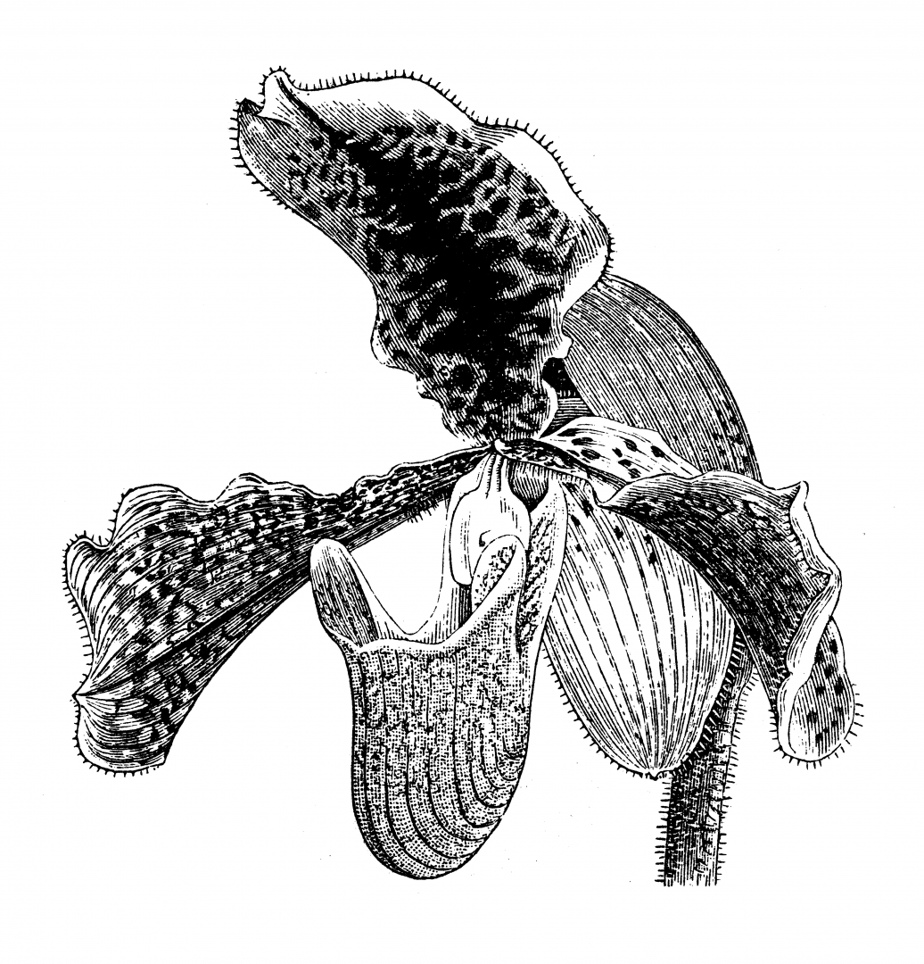 De la sexualité des orchidées