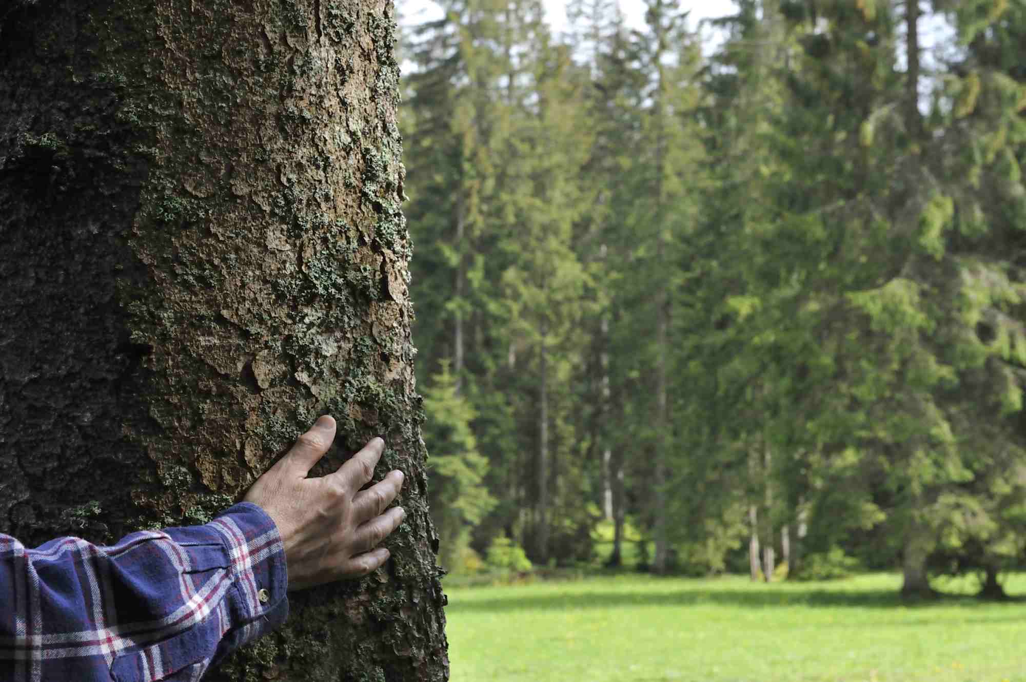 L'homme et la forêt