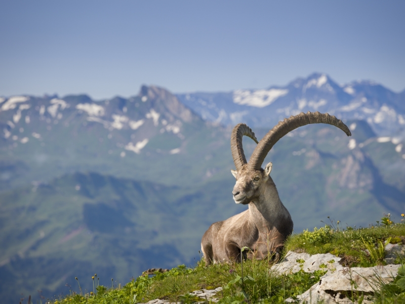 Bouquetin dans les montagnes