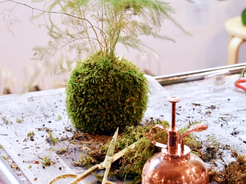 Kokedama