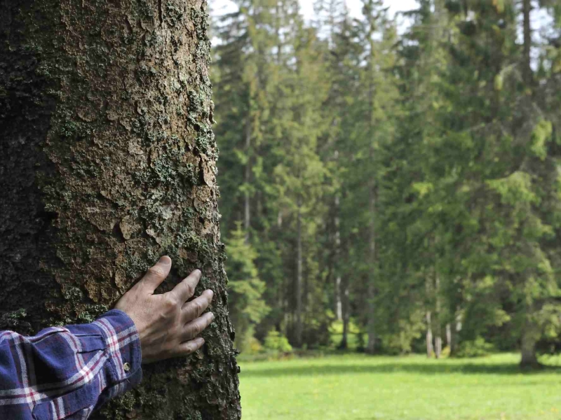 L'homme et la forêt